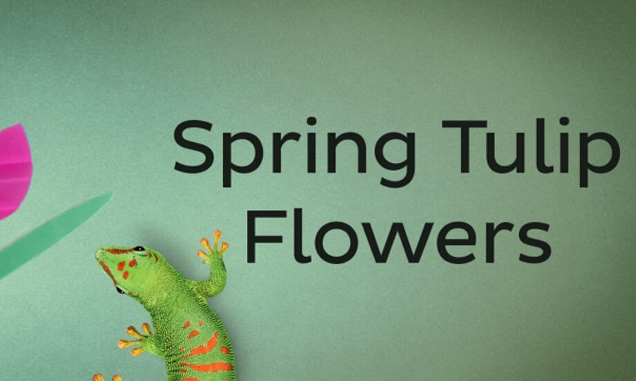 A playful spring banner with a colourful paper tulip and a cute gecko next to the text “Spring Tulip Flowers”.