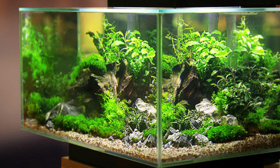 Bostik diy Czech republic ako zalozit akvarium teaser image