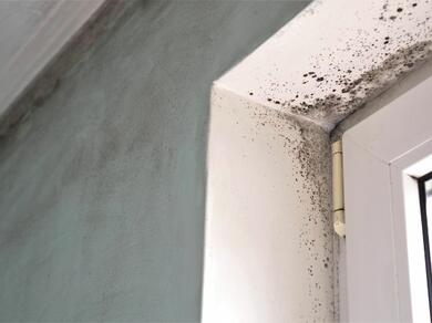 Black mould spots growing on a damp wall near a window.